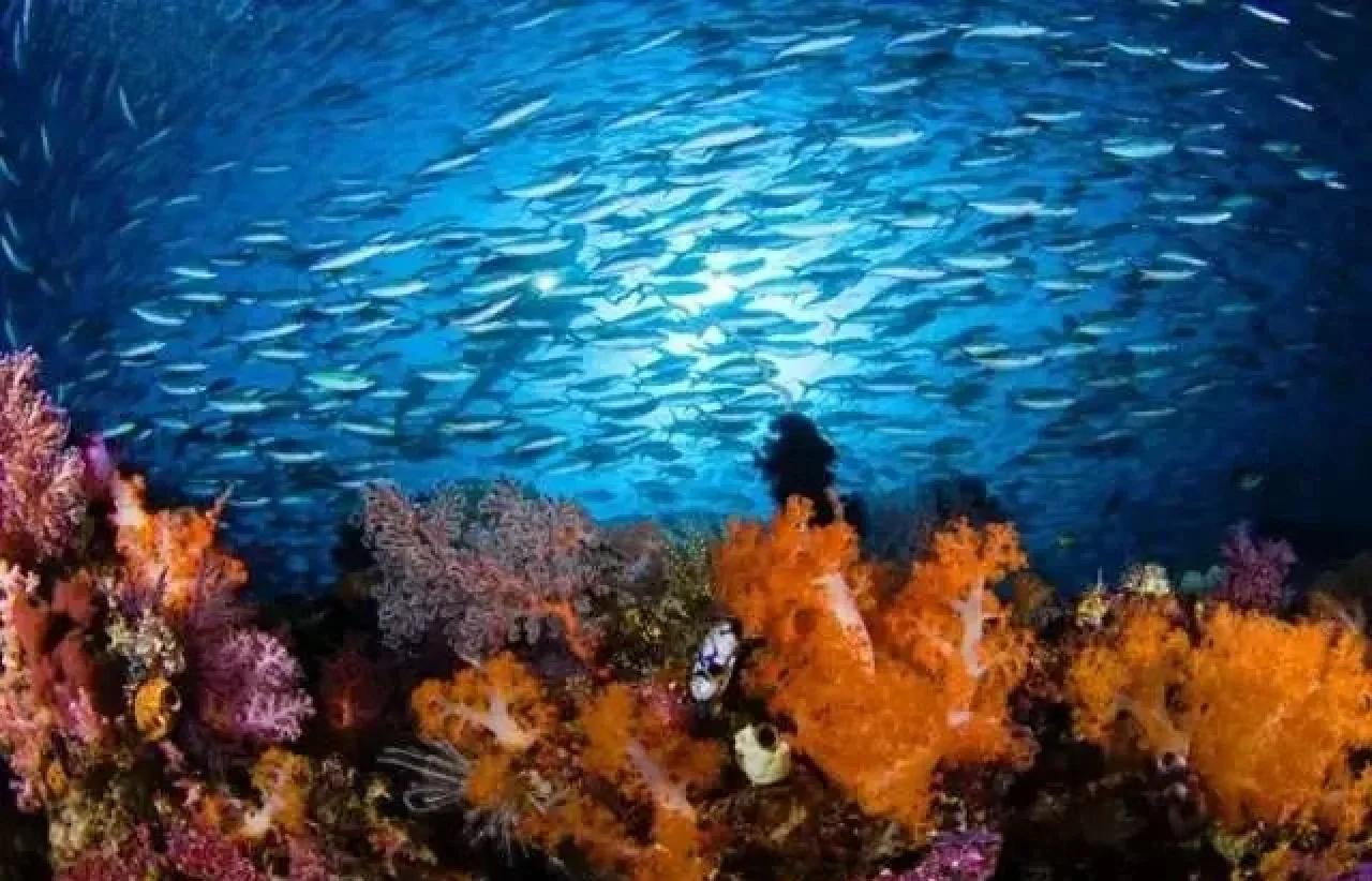 包含海外海洋潜水挑战赛，探索深海生态奇观的词条